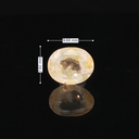 Yellow Sapphire (Pukhraj Stone) - 3.76 Carat