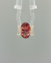 Pink Sapphire (Khooni Neelam)  – 3.71 Carat Certified